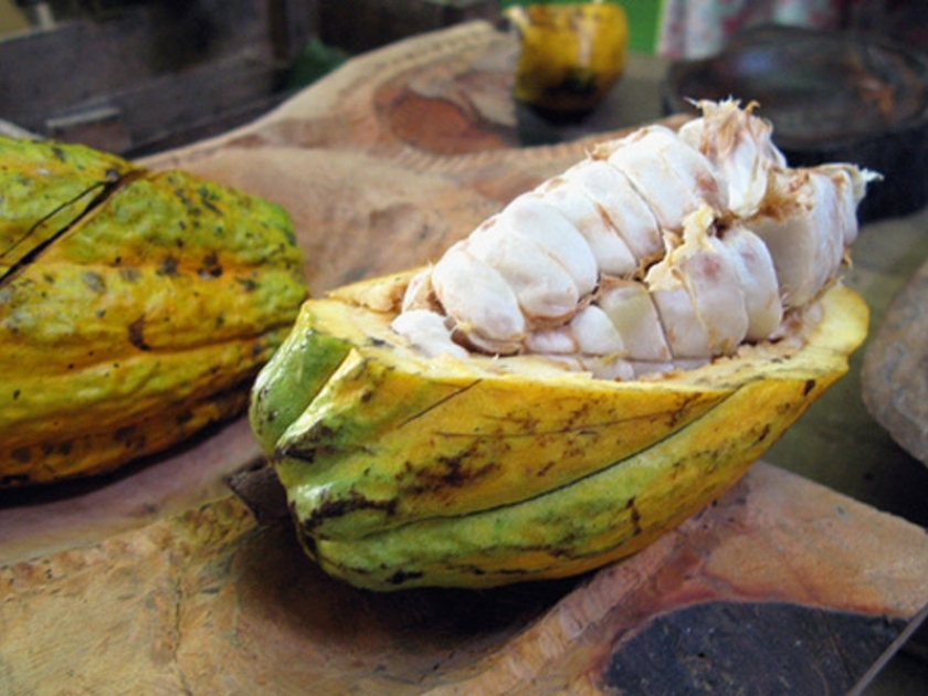 le-cacao-dans-tous-ses-etats-teambuilding-le-papillon-bleu